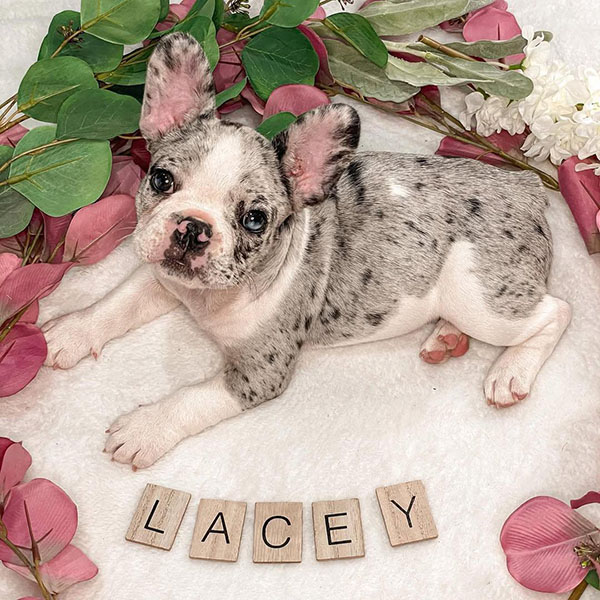 lacey
