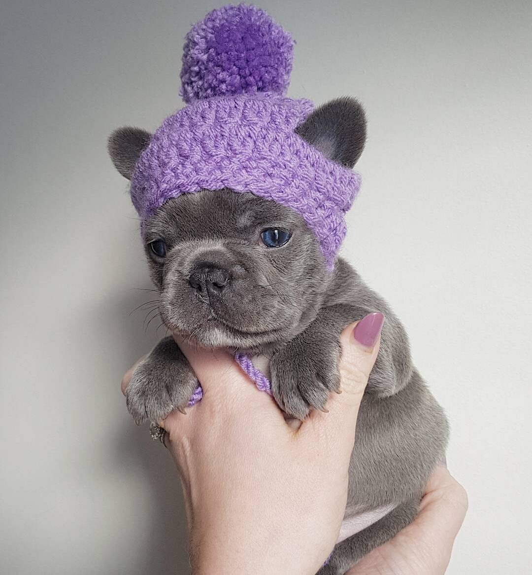 outoftheblue frenchies 1487925028 1457143208324077563 4336152832