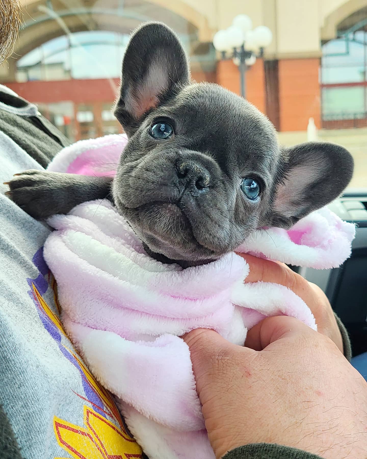 outoftheblue frenchies 1589314453 2307659353972672049 4336152832