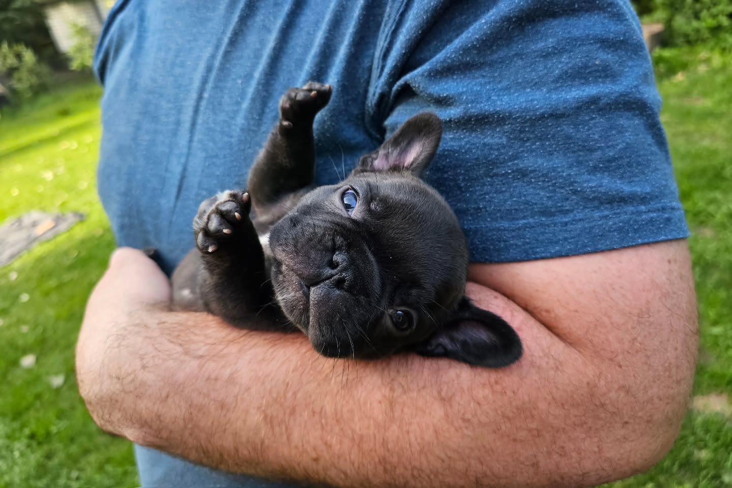outoftheblue frenchies 1721938724 3420192373144592131 4336152832