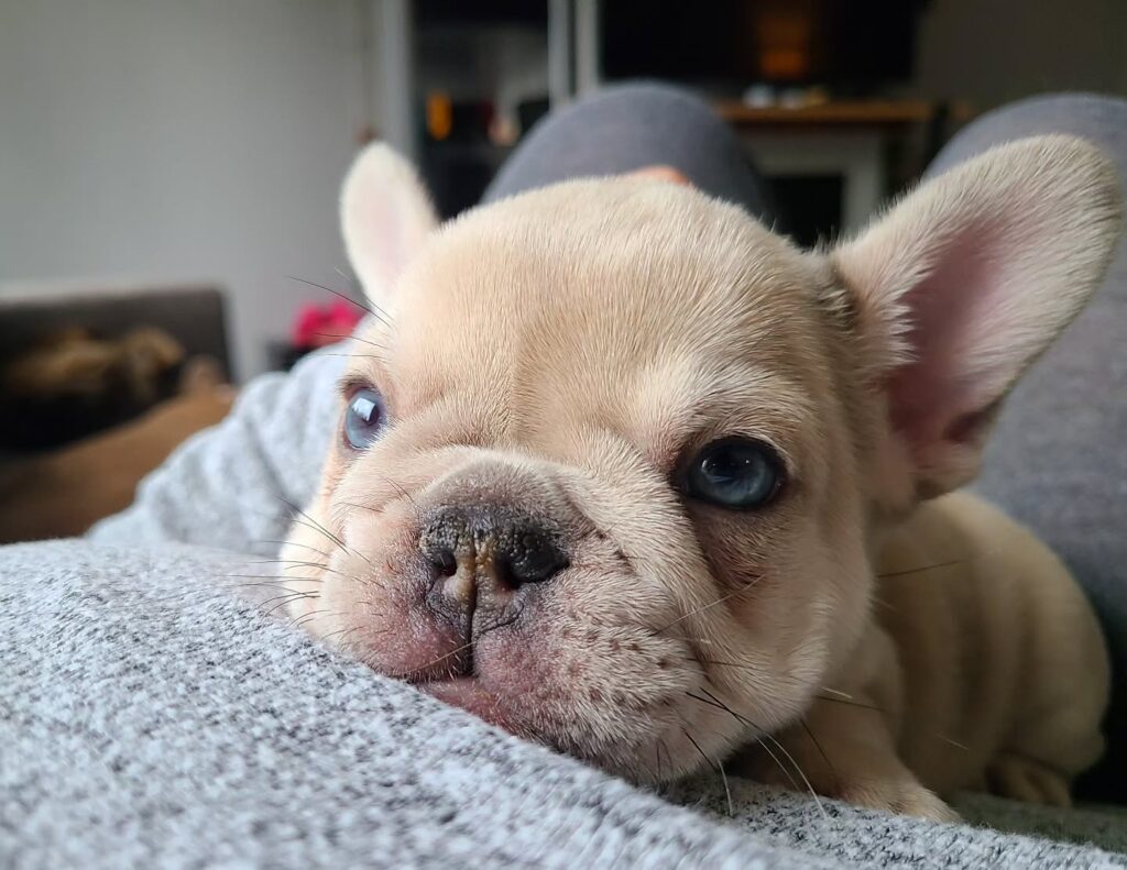 outoftheblue frenchies 1722558515 3425391558387152845 4336152832